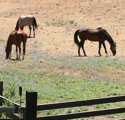 Horse Pastures