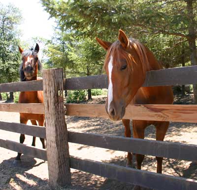 Horse Boarding